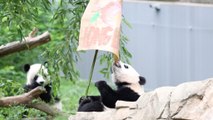 Bao Bao the panda celebrates her first birthday