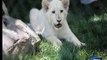 Dunya News - 4 White Lion Cubs Born At German Circus