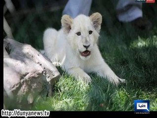 Dunya News - 4 White Lion Cubs Born At German Circus