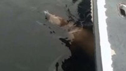 Killer whale throws sea lion twenty feet into the air