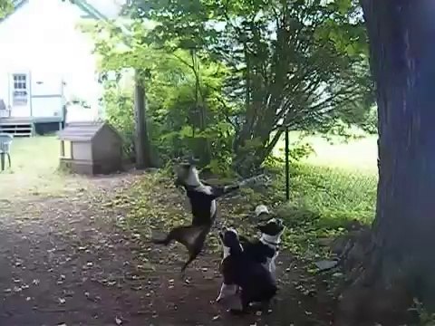 Three Boston Terriers on ONE ROPE!!!! AFV.