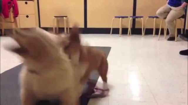 Best Cute & Funny Puppies Compilation 2014 - Vol. 2 - Cuteness Overload!.