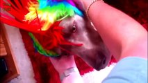 Funny Cats and Dogs Wearing Wigs Compilation 2014 [NEW HD].