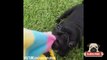Funny Pug Vines Compilation 4 Funny Dogs & Pugs are Awesome.