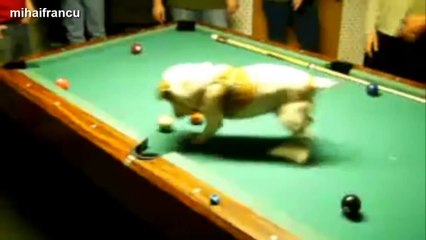 Funny Cats And Dogs Playing Pool Compilation 2014 [NEW].