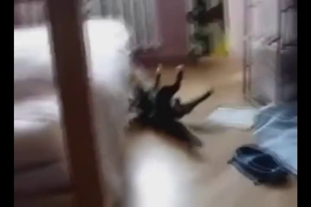 Funny Cats XD   PART 3
