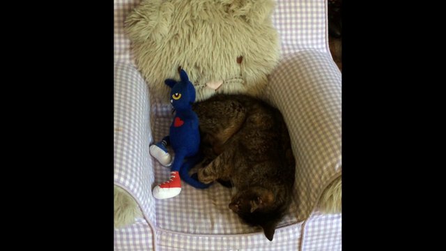 Super cute Cleo the cat asleep and snuggles Pete the Cat part 1