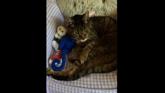 Super cute Cleo the cat asleep and snuggles Pete the Cat part 3