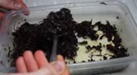 Make Hookah Flavour at Home