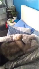 How to wake up someone with a laser pointer and a dog