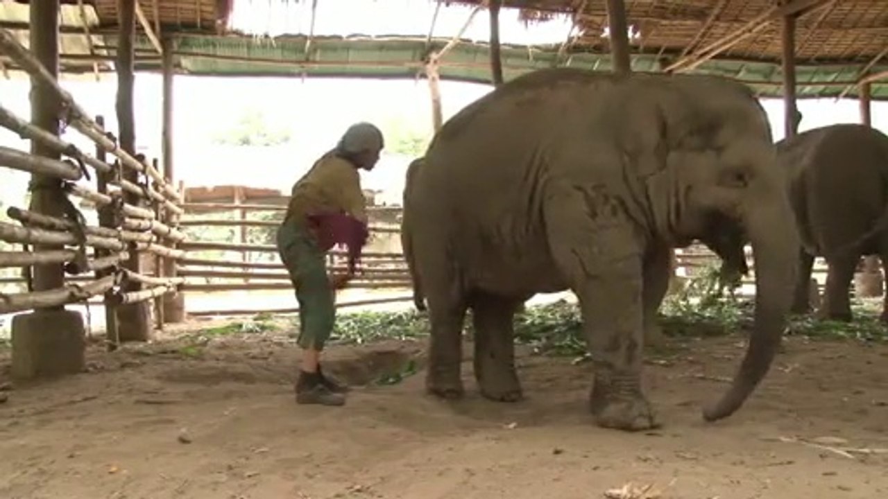 Elle chante une berceuse à son éléphant!