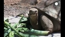 Muere Pepe, El misionero, tortuga gigante símbolo de las Islas Galápagos