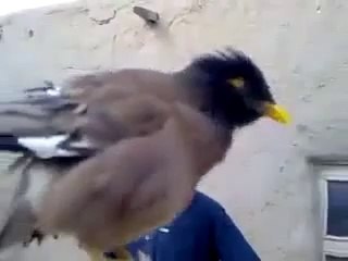 Bebek Gibi Ağlayan Kuş