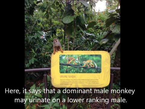 Zoos and Aquariums - Introductory Clip - Singapore Holidays