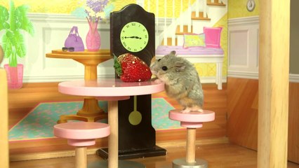 Hamster nain dans un manoir