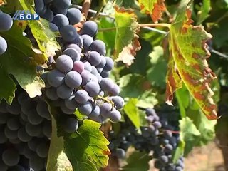 Selo moje, 24. avgust 2014. (RTV Bor)