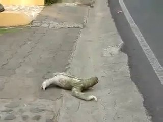 HAYVANLARI KORUYALIM ONLARINDA YAŞAMA HAKKI VAR