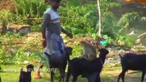Goat and Monkey funny video