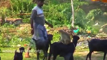 Goat and Monkey funny video