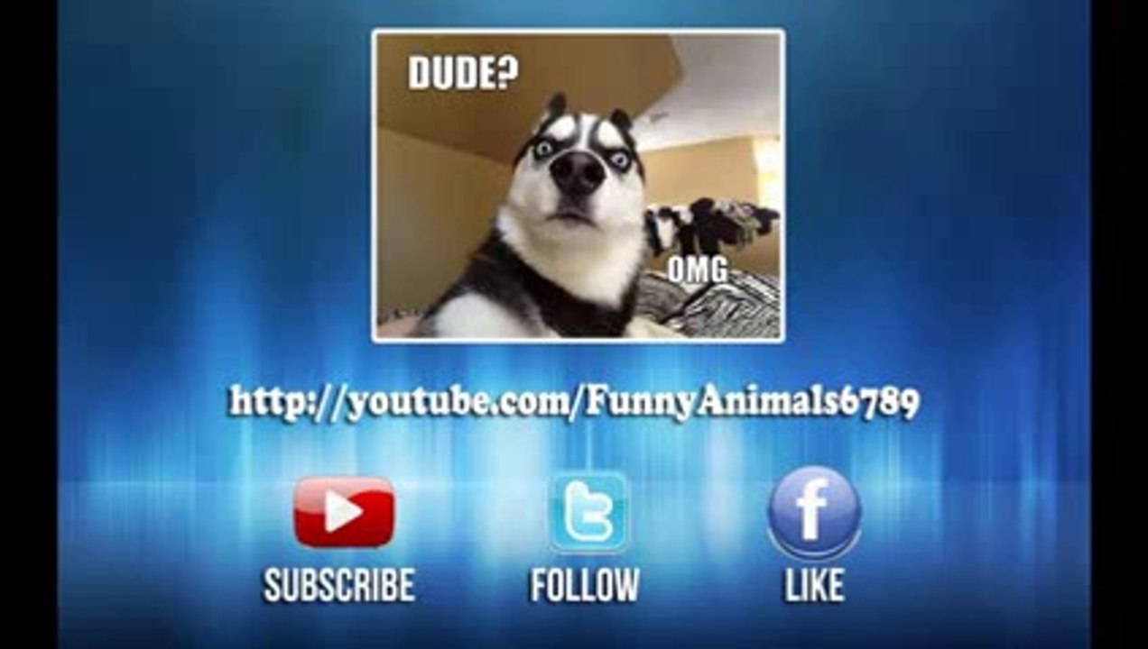 Kitten Fails - Stupid Cats Fails 2014 Funny Cat Videos