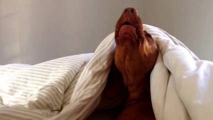 Ce chien aussi déteste le réveil des lundis matins !