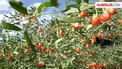 "Mutluluk Meyvesi" Tütüne Alternatif Olabilir