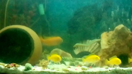 FRONTOZA SARI PRENSES KAVGASI 2