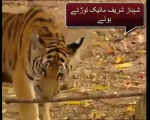 Sheikh Rasheed VS Sharif Bradran in Jungle Qareeb.eu (You can't stop Laughing)