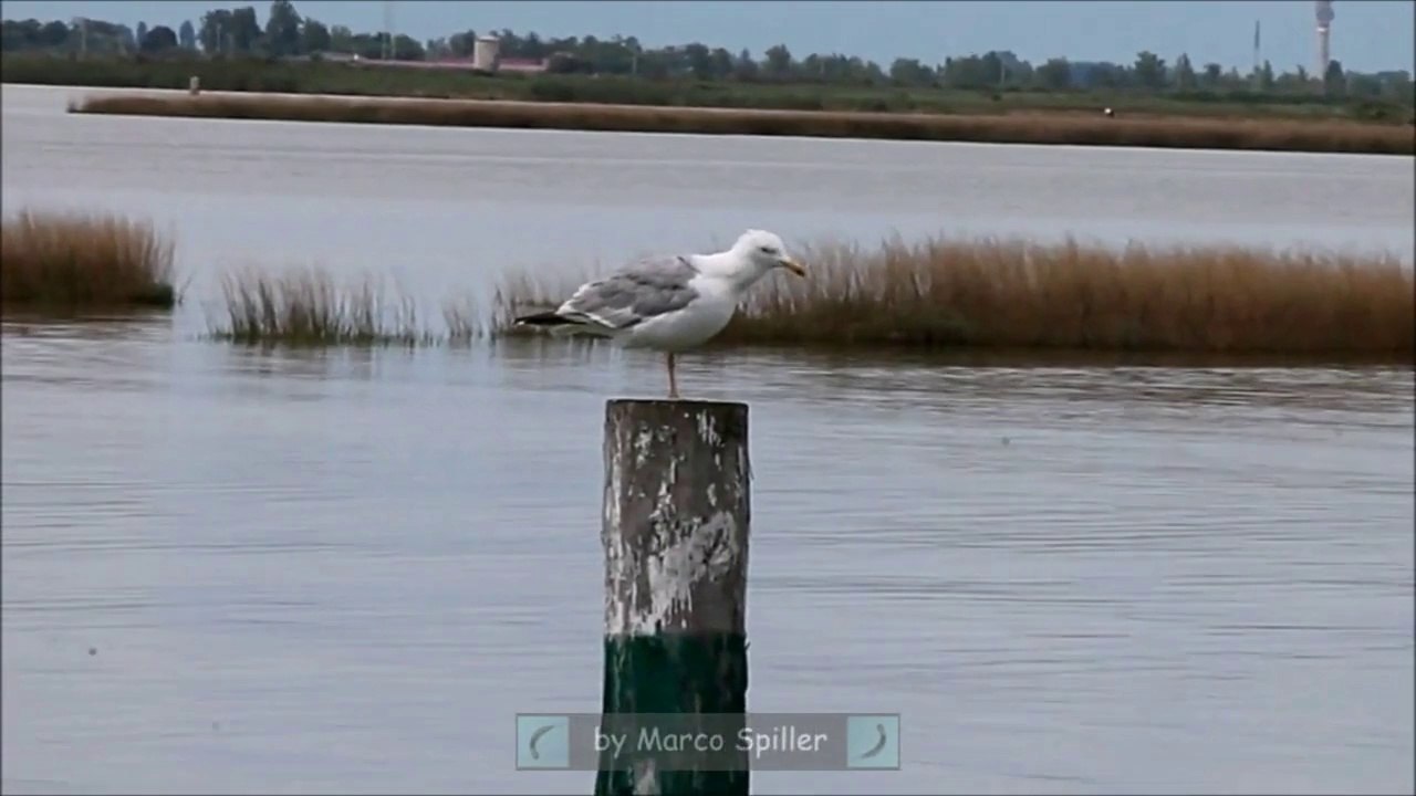 Larus Michahellis