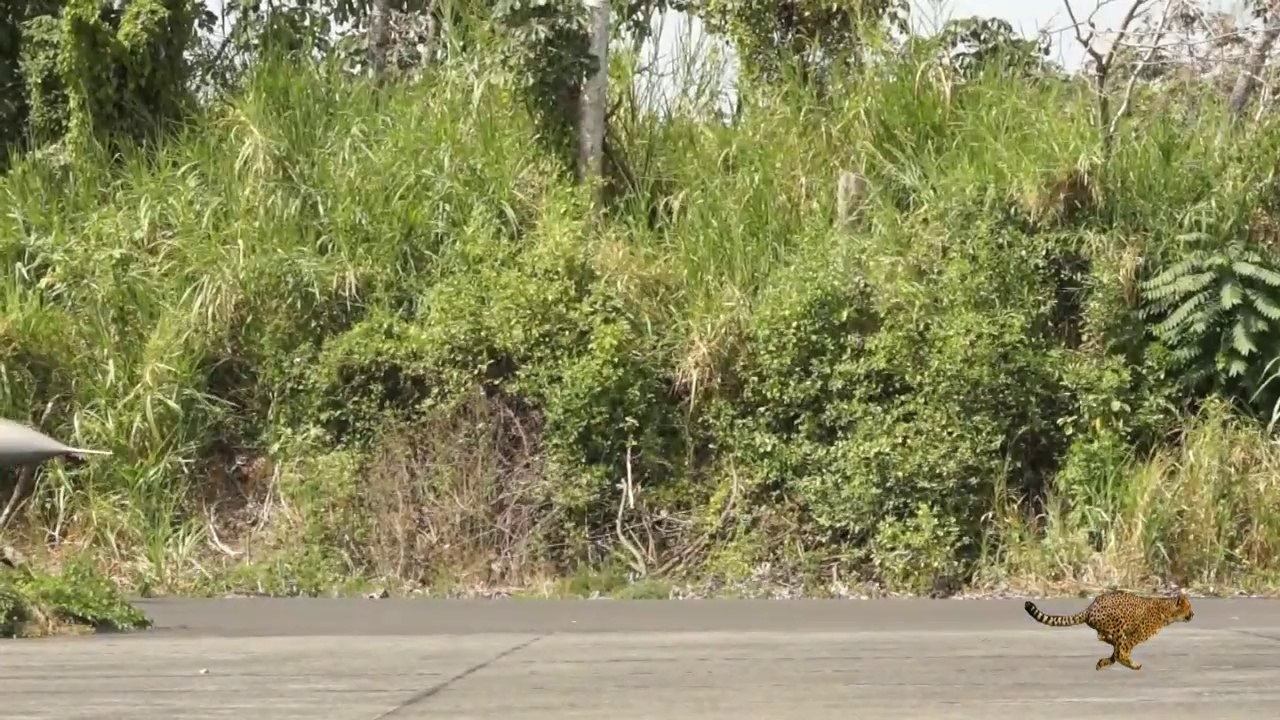 2 cheetah_2 15 13