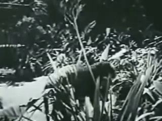 Tiger Fangs (1943)