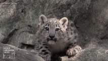 Viral Video Recap: Baby Snow Leopards and Facts About Marsupials