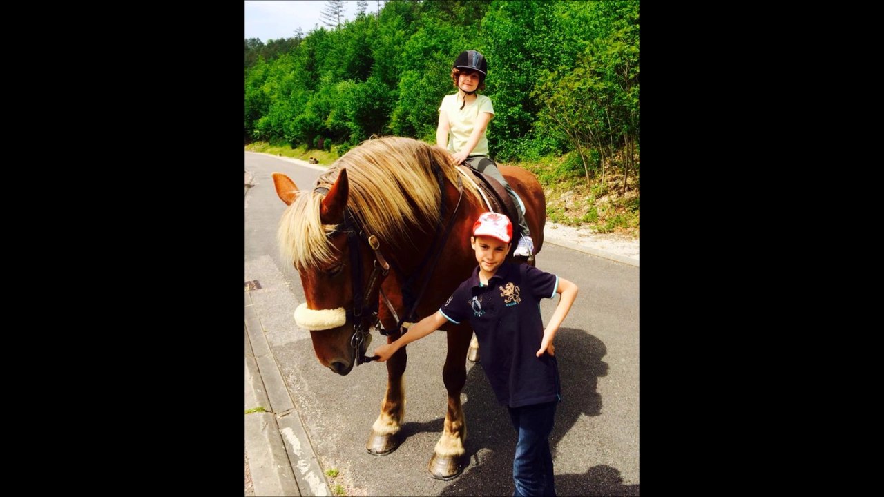 Les traits des chevaux hors normes