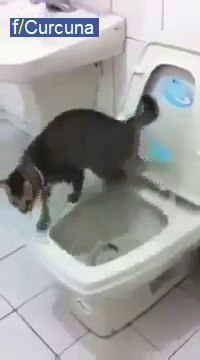 Bu kedi gerçekten iyi eğitim almış