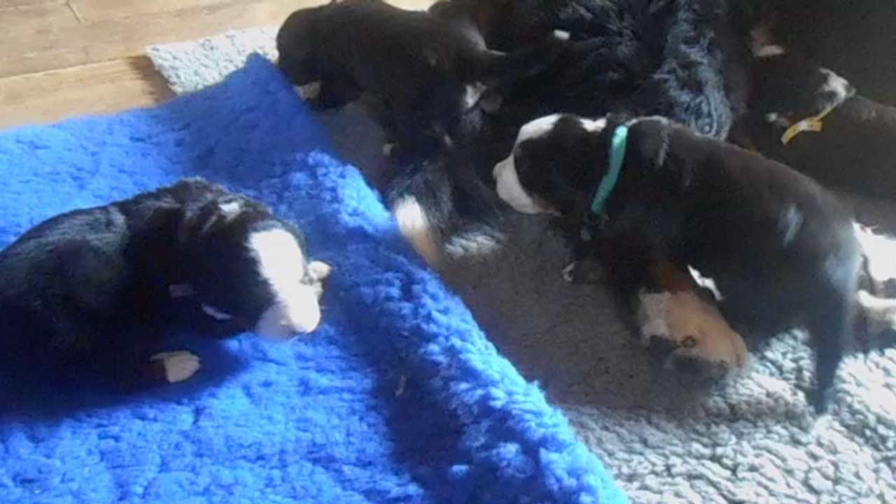 Bébés 17 ème jour