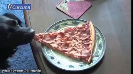 Aç hayvanların yapamayacağı şey yoktur