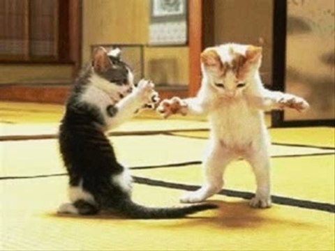 country chatons DANSE COUNTRY LINE DANCE