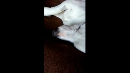 Bud Snoring imovie clip