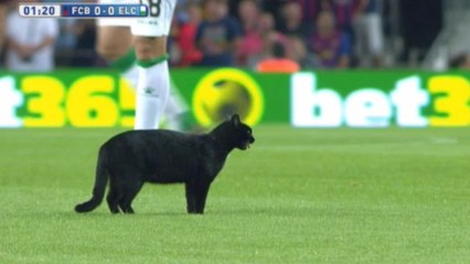 Un chat noir perturbe le match du Barça !