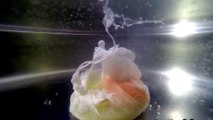 Underwater Camera Captures Awesome View Of Poaching Egg