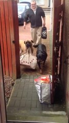 Smart Dog Carrying Shopping Bags From the Car
