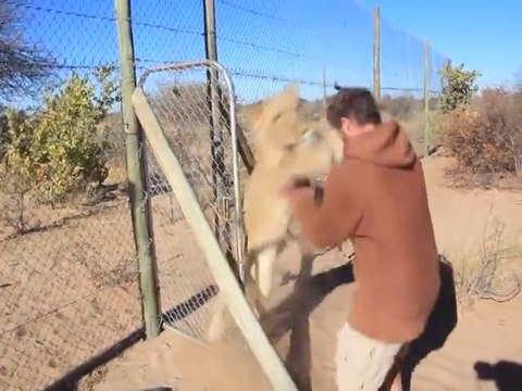 Hug with big Lions! Crazy moment...