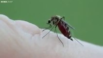 Bilimsel Kesitler   Sivrisineğin Kan Emişi   Facebook