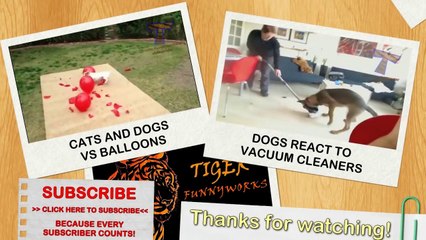 Funny cats annoying dogs - Cute animal compilation