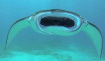 GoPro Diving With Giant Manta Rays