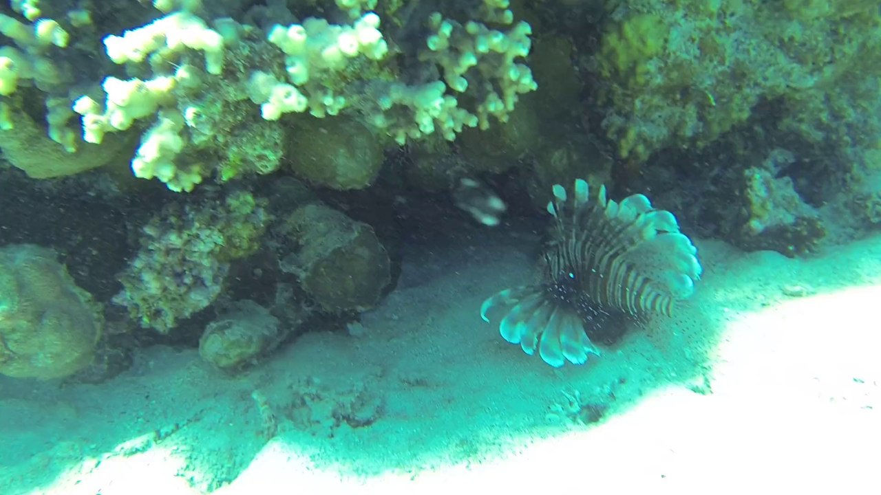 poisson lion mer rouge