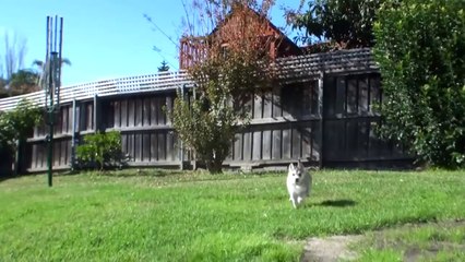 Impossibly Cute Husky Puppy_ Wolfie's First Week