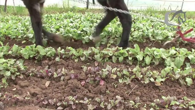 Aquitaine, Terres de Cheval - Emission Terre d'info diffusée sur Campagnes Tv (mai 2014)