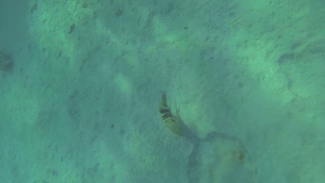 gopro raie mer rouge