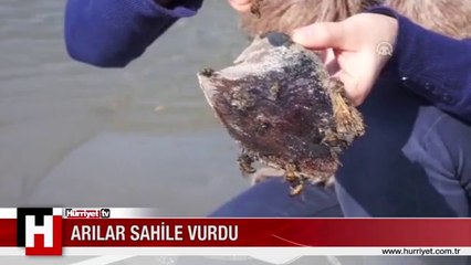 Arılar Sahile Vurdu